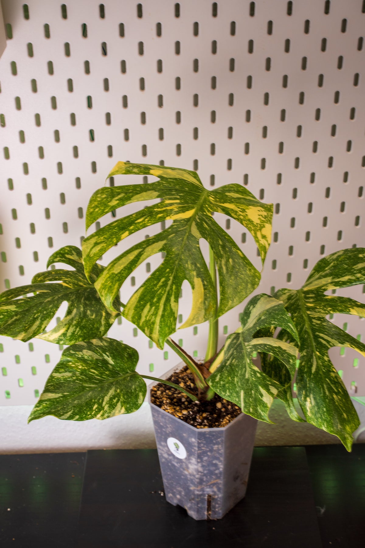 Monstera Legacy Variegata
