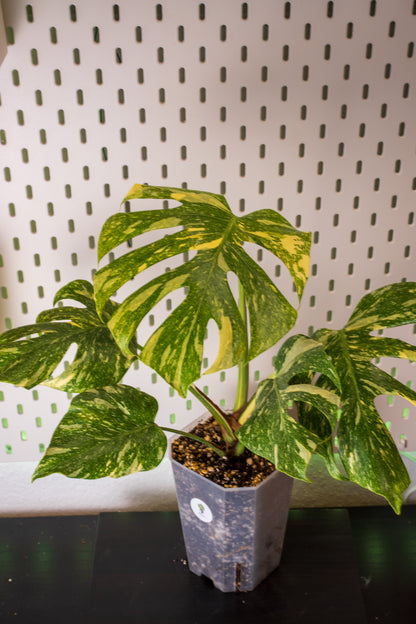 Monstera Legacy Variegata