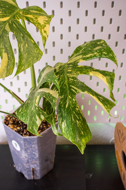 Monstera Legacy Variegata