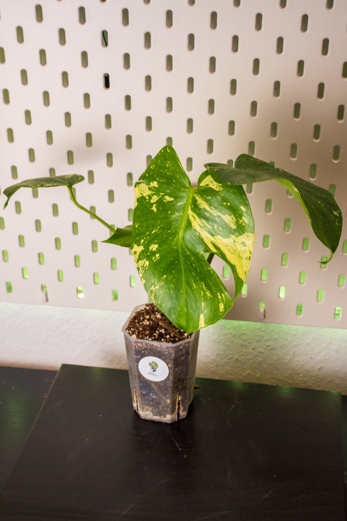 Monstera White Monster Variegata