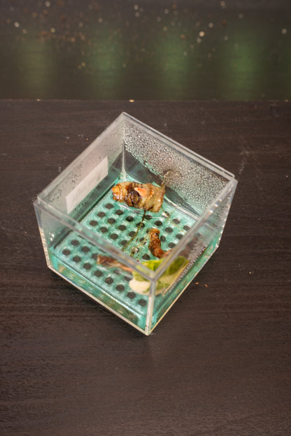 Rhizo Grid