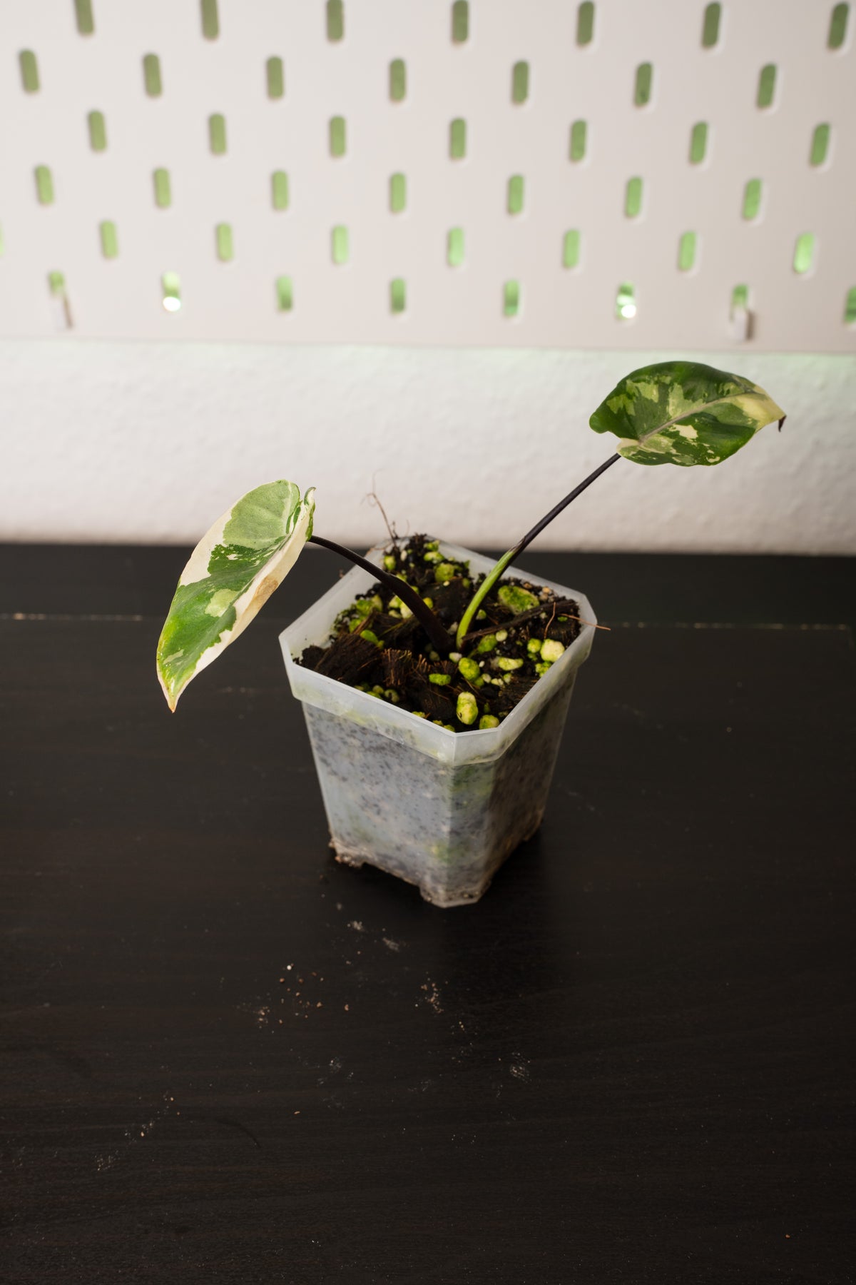 Alocasia Black Stem Albo Variegata Babypflanze