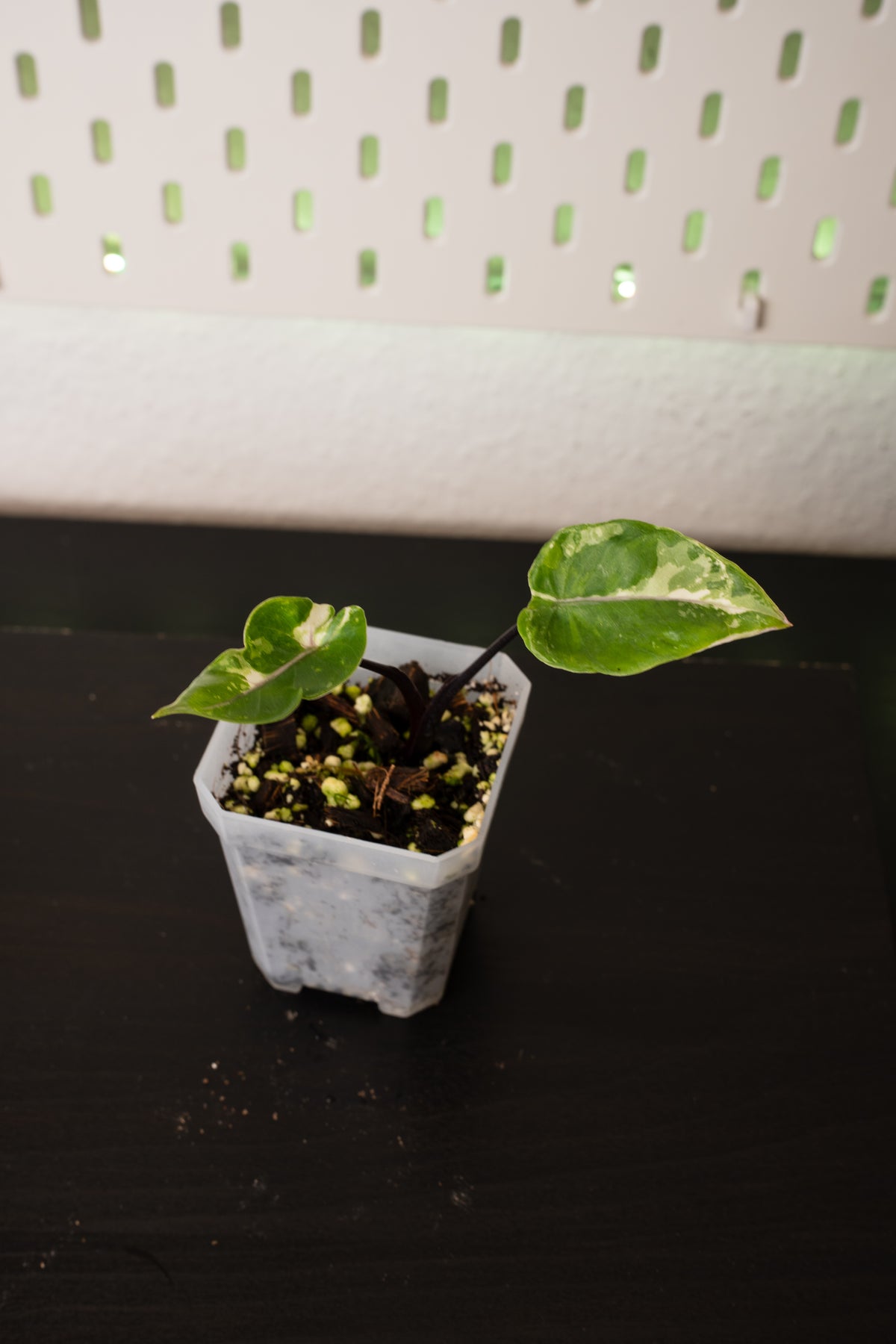 Alocasia Black Stem Albo Variegata Babypflanze