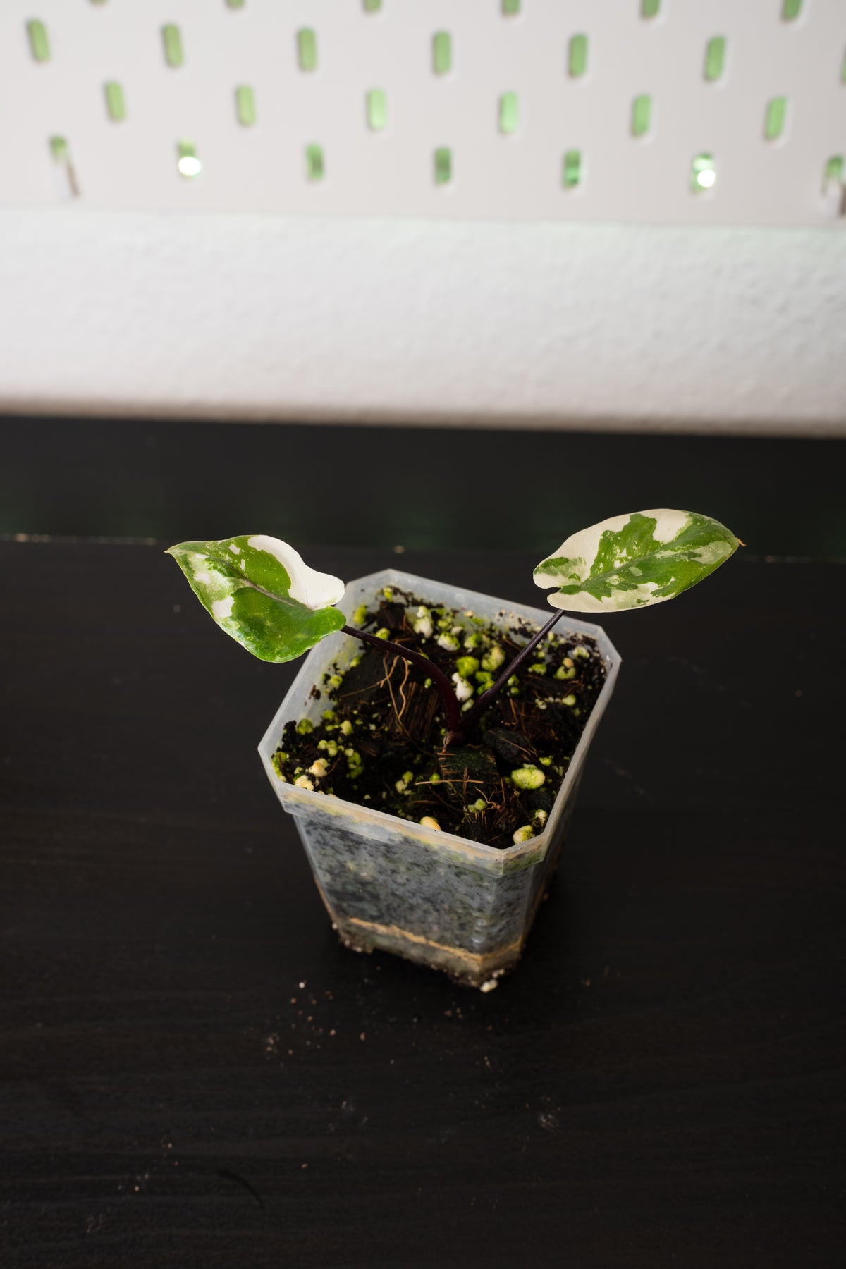 Alocasia Black Stem Albo Variegata Babypflanze