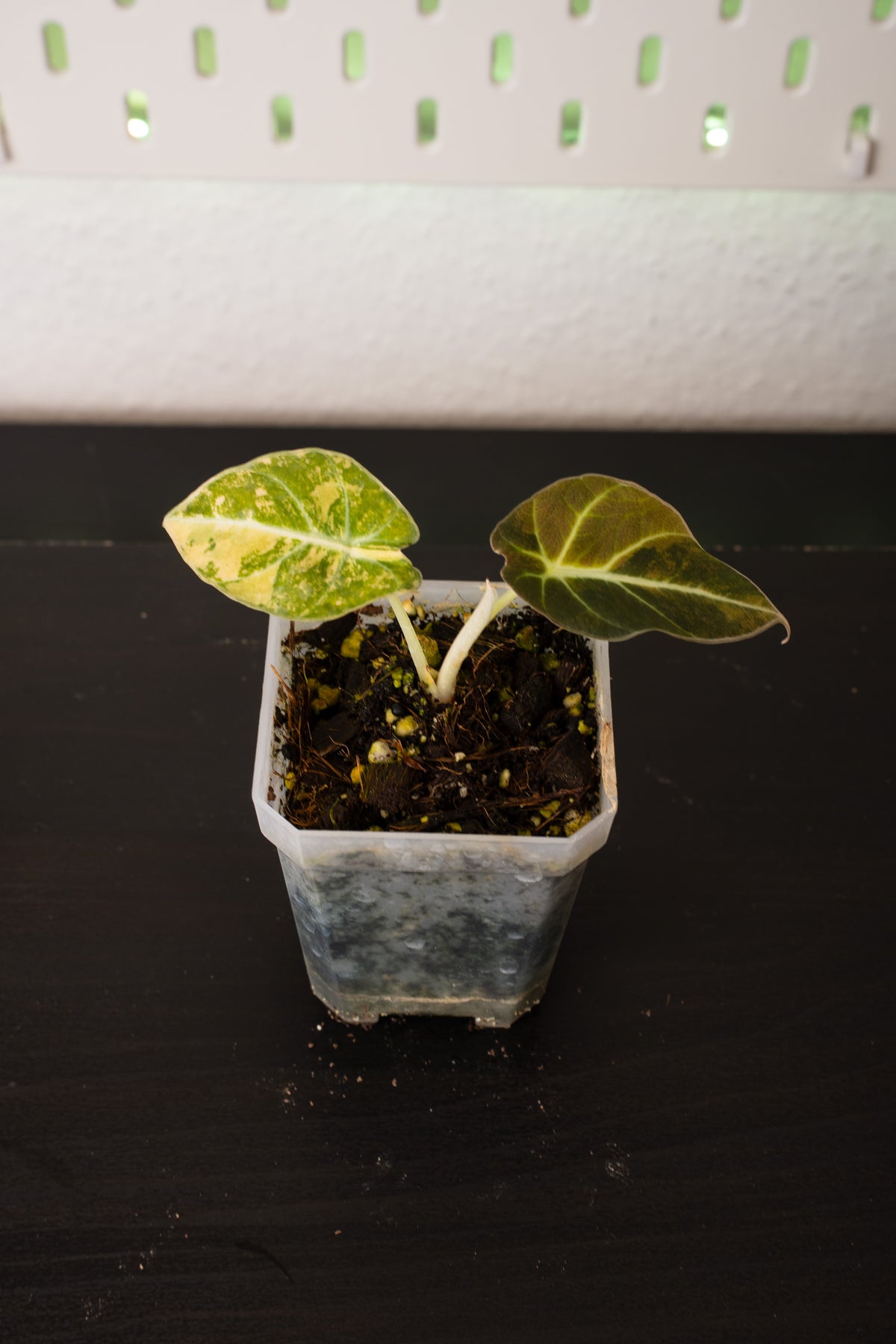 Alocasia Black Velvet Aurea Gold Variegata