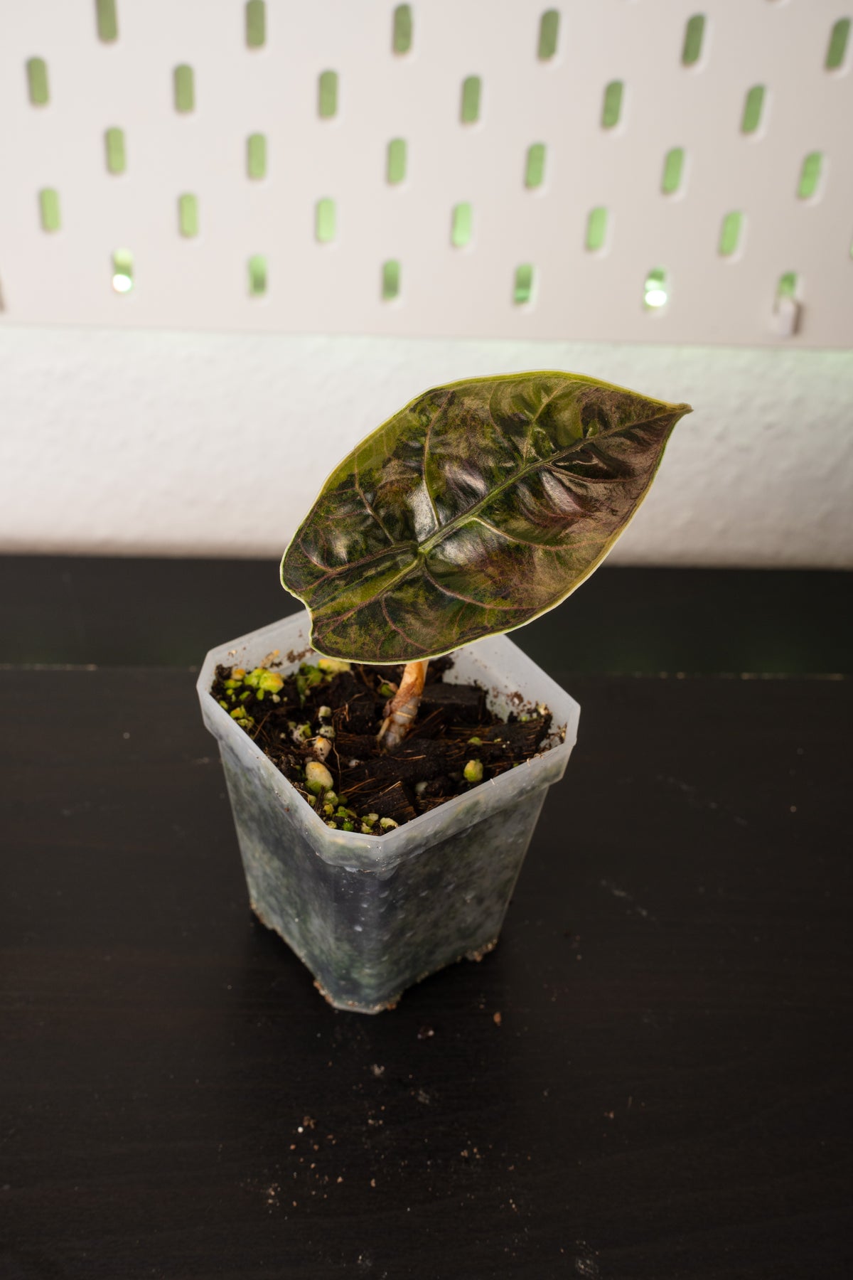 Alocasia Azlanii Aurea Variegata