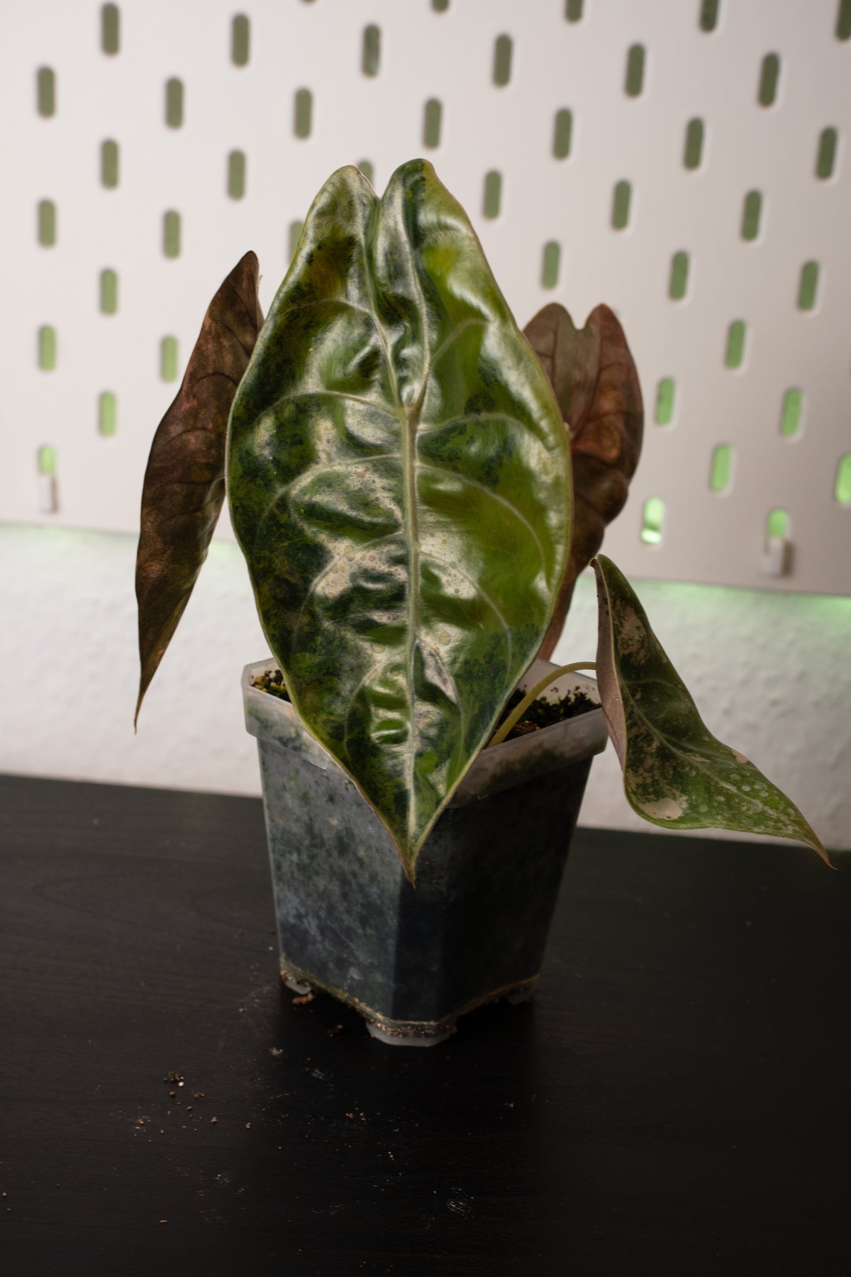 Alocasia Sedenii Aurea Variegata