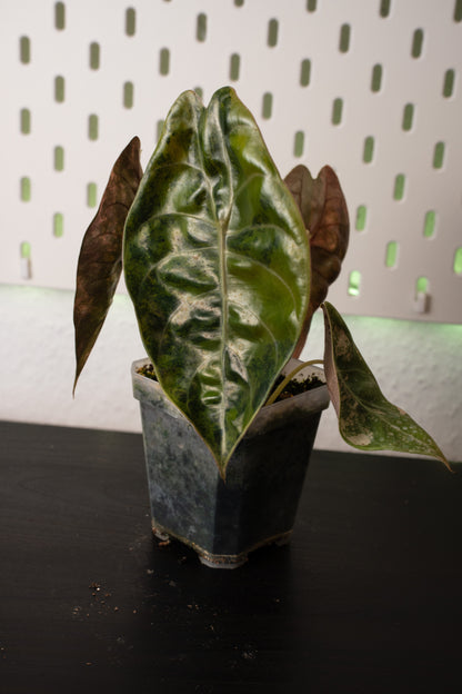 Alocasia Sedenii Aurea Variegata