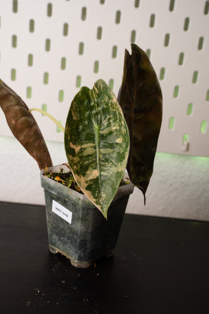 Alocasia Sedenii Aurea Variegata