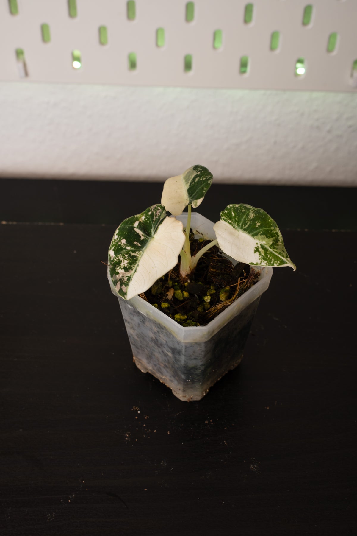 Alocasia Black Velvet Pink Variegata