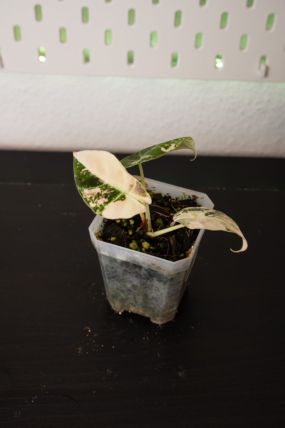 Alocasia Black Velvet Pink Variegata