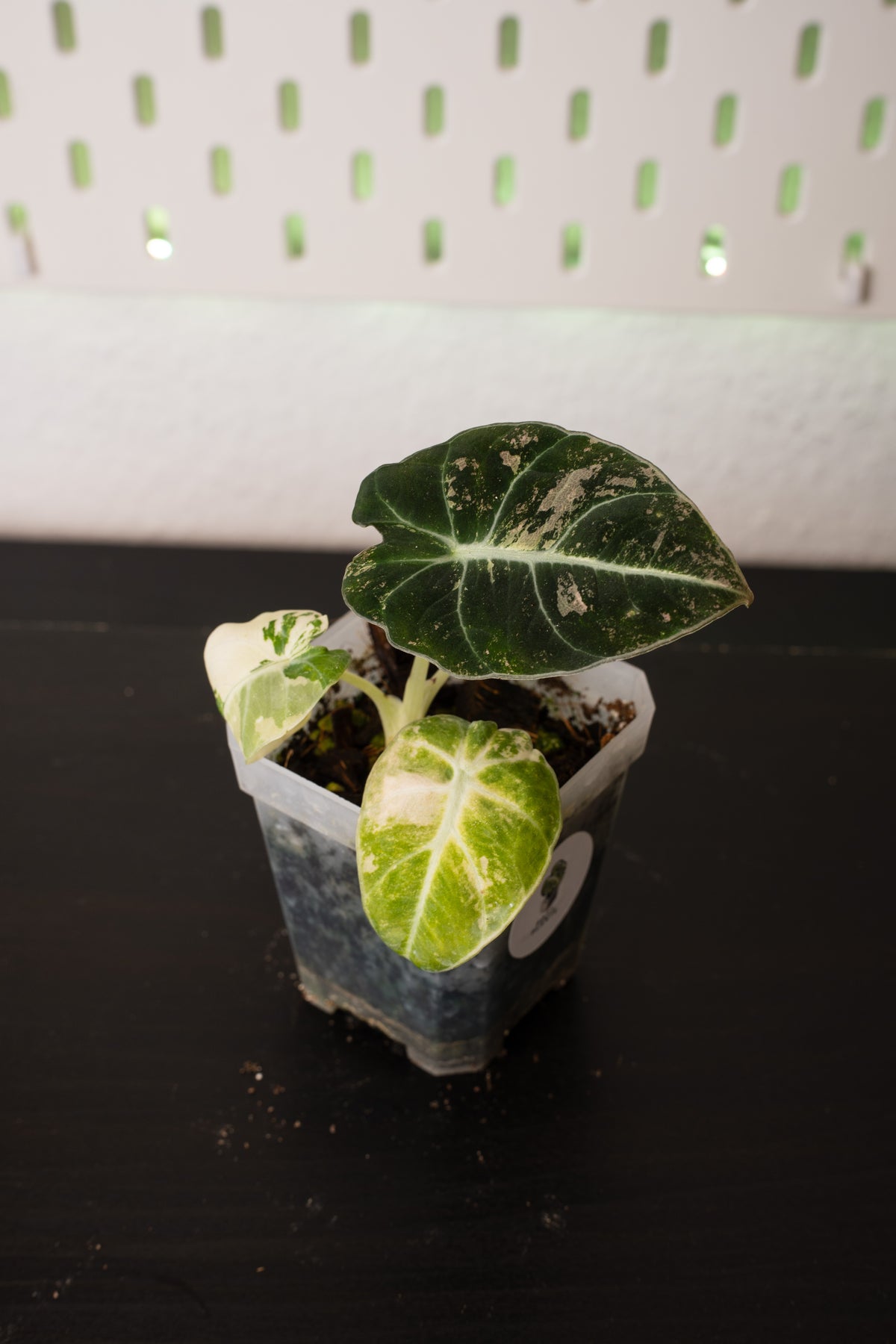 Alocasia Black Velvet Pink Variegata