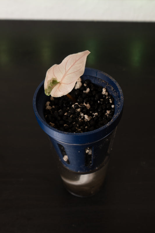 Alocasia Azlanii Pink aus Rhizom