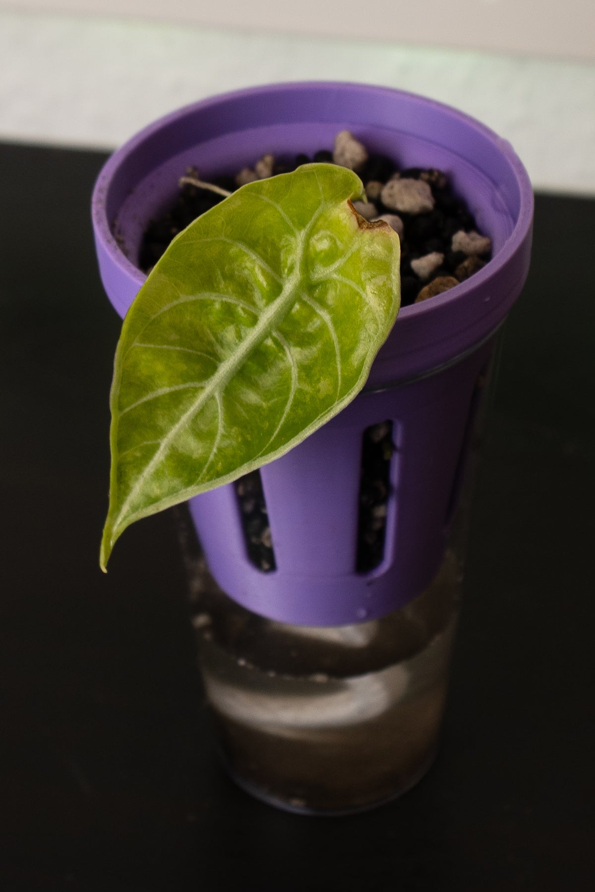 Alocasia Watsoniana Doff Pink aus Rhizom / Stemcut