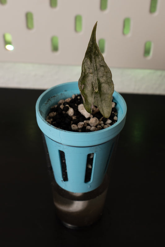 Alocasia Nobilis Pink Babypflanze aus Rhizom