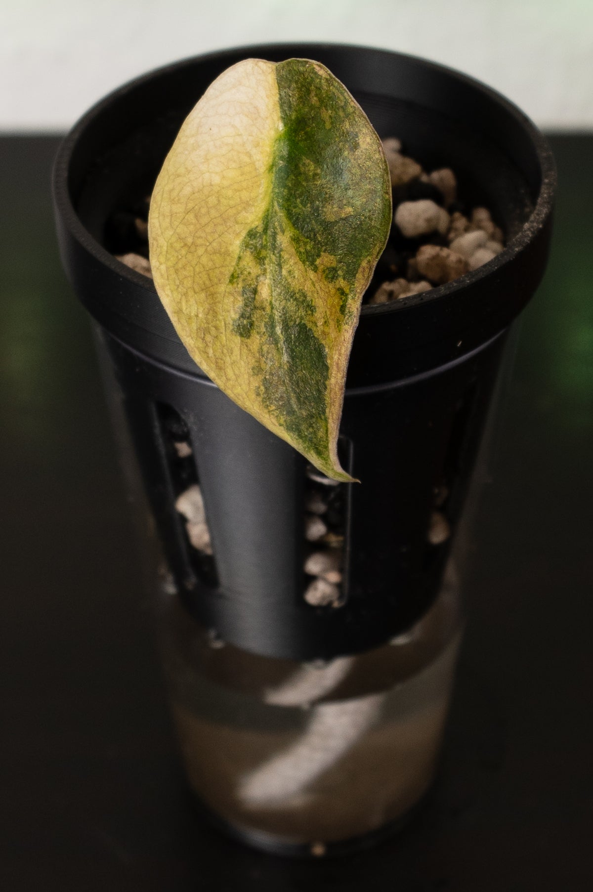 Alocasia Sedenii Aurea Babypflanze aus Rhizom