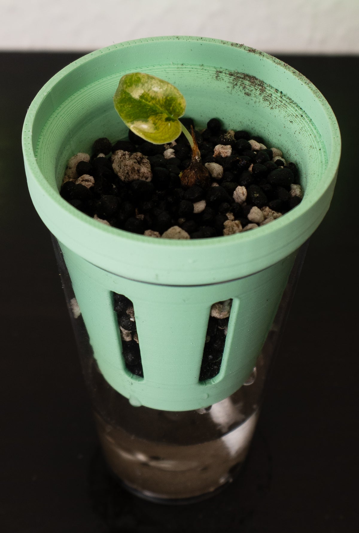 Alocasia Sedenii Aurea Babypflanze aus Rhizom