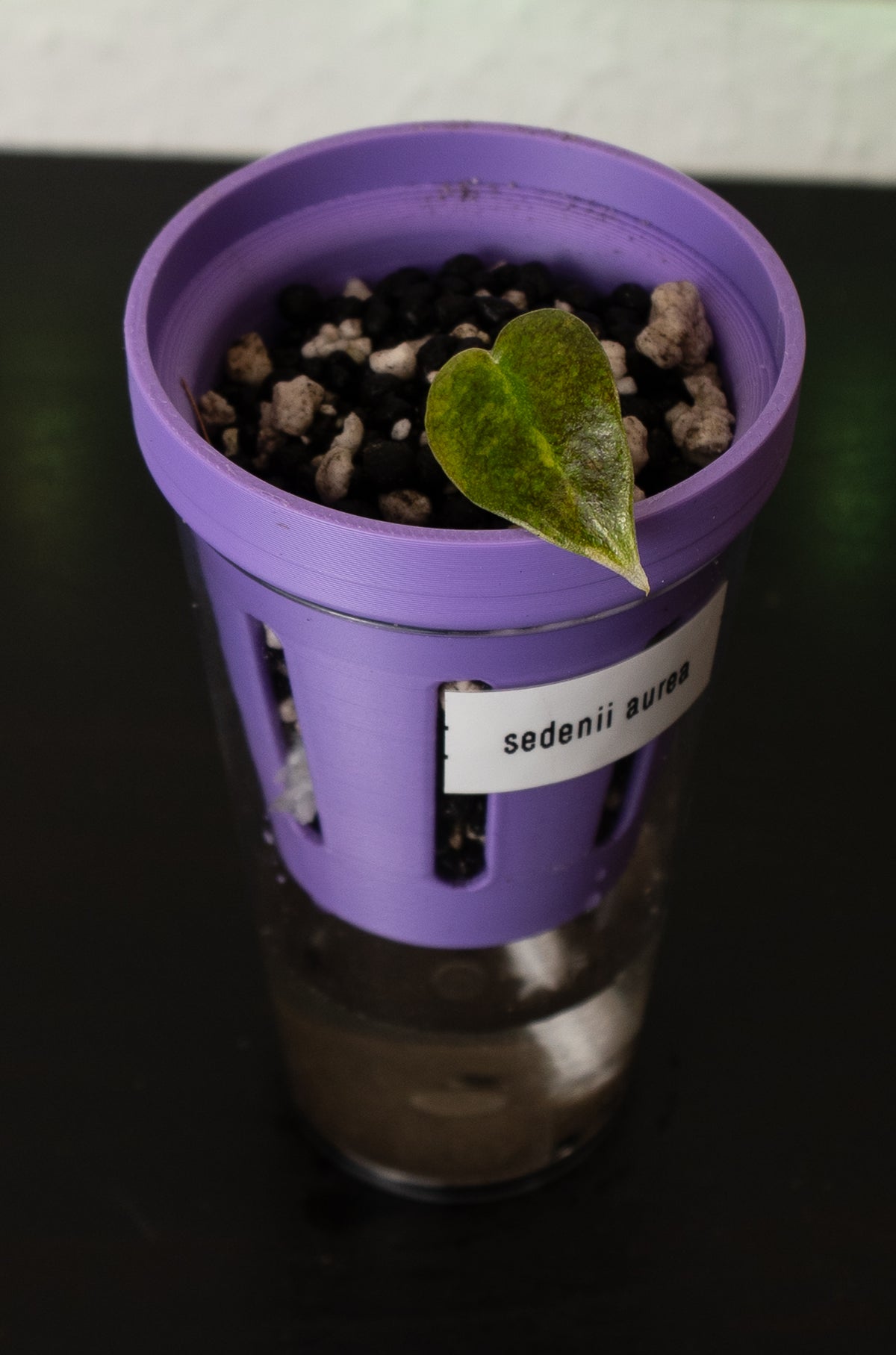 Alocasia Sedenii Aurea Babypflanze aus Rhizom