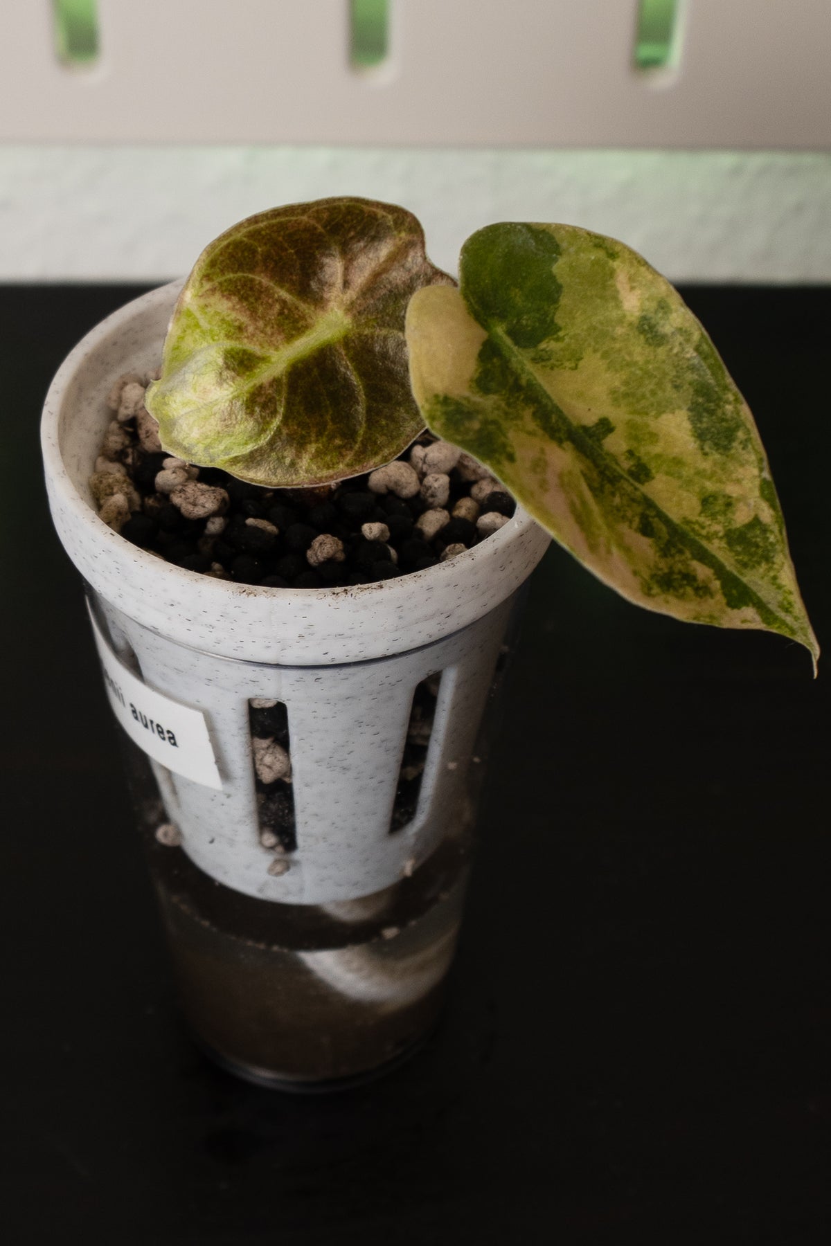 Alocasia Sedenii Aurea Babypflanze aus Rhizom