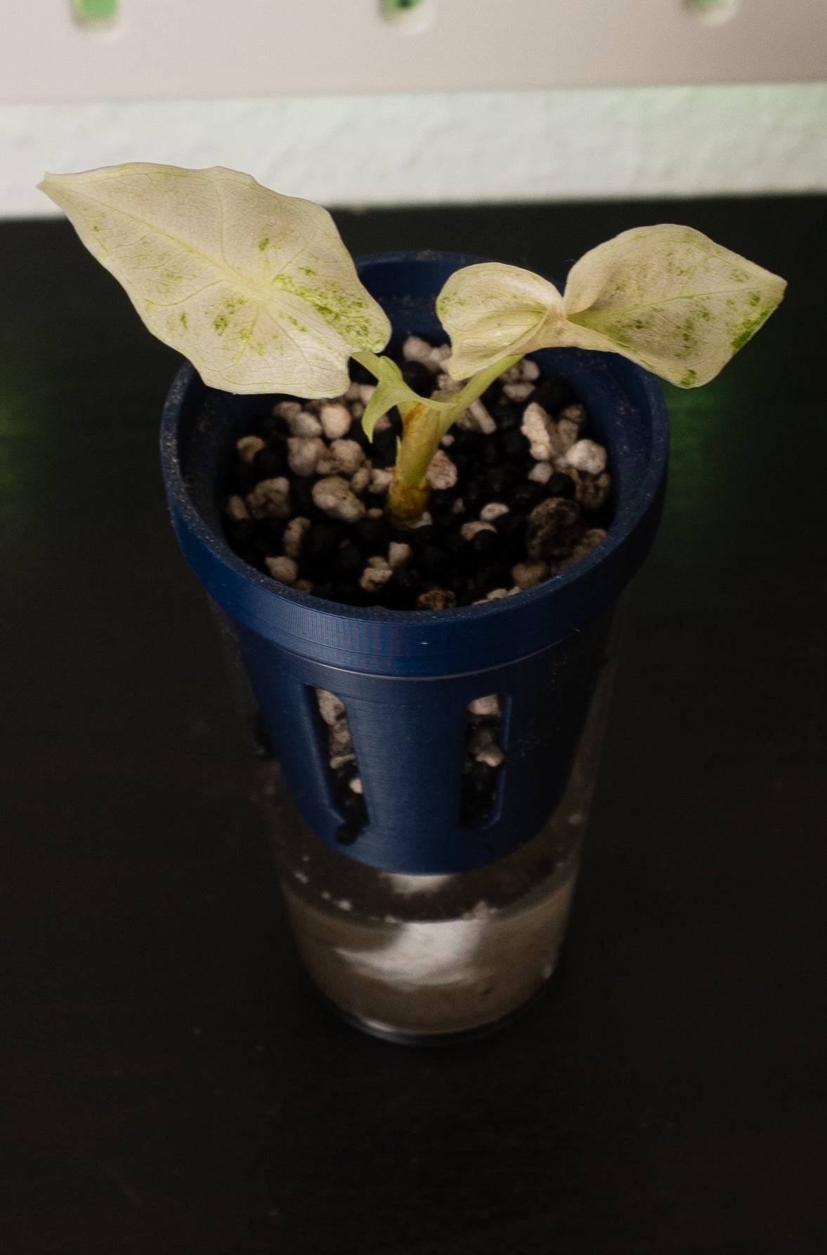 Alocasia Black Satun Stardust Babypflanze aus Rhizom
