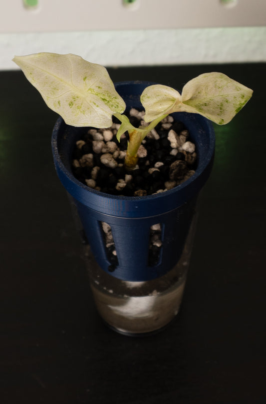 Alocasia Black Satun Stardust Babypflanze aus Rhizom