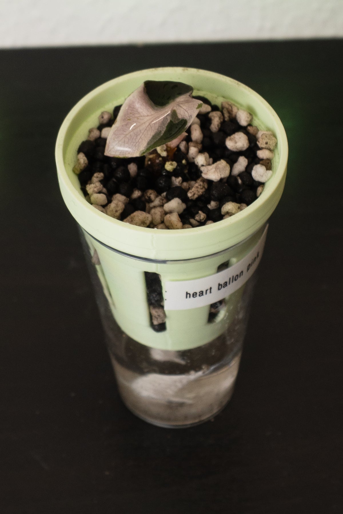 Alocasia Balloon Heart Pink Babypflanze aus Rhizom