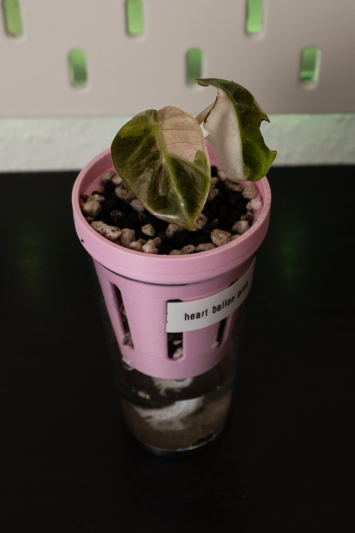 Alocasia Balloon Heart Pink Babypflanze aus Rhizom