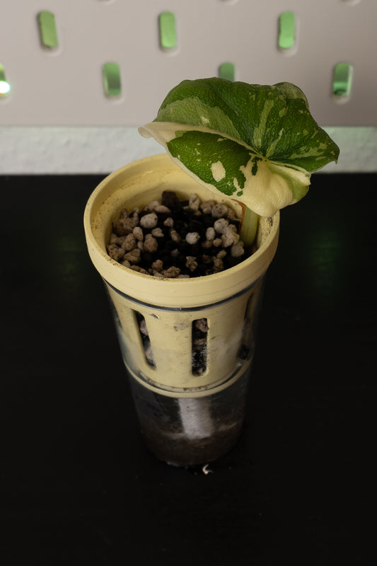 Alocasia Melo Albo Babypflanze aus Rhizom
