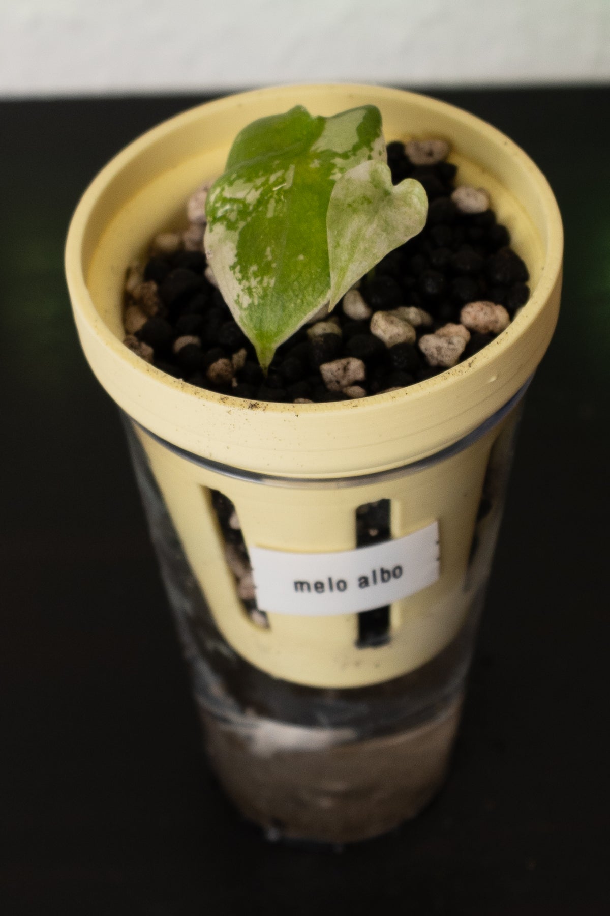 Alocasia Melo Albo Babypflanze aus Rhizom