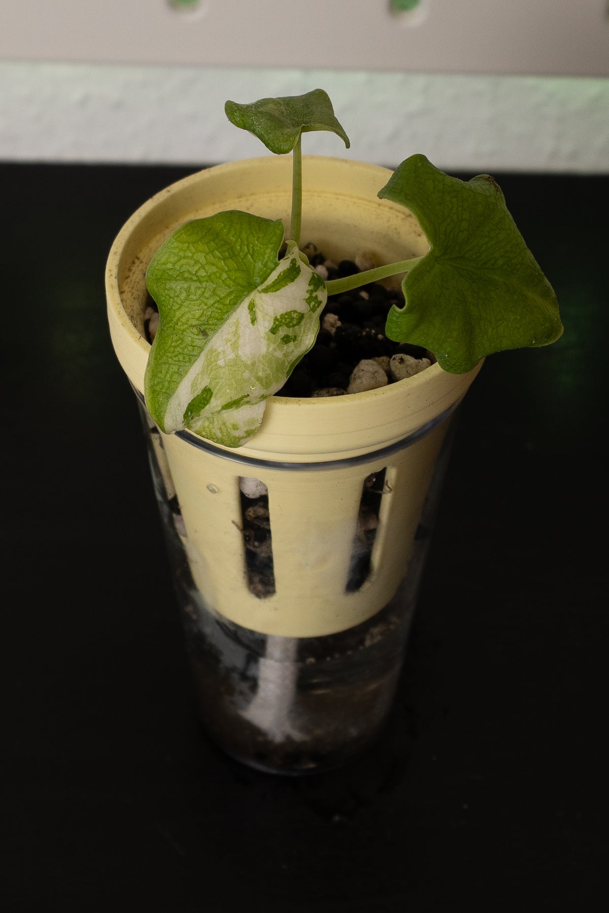 Alocasia Melo Albo Babypflanze aus Rhizom