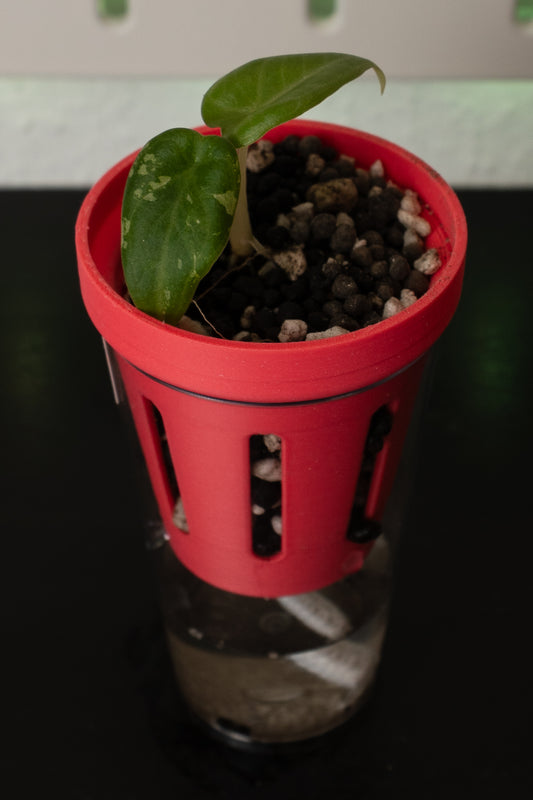 Alocasia Wentii Pink Babypflanze aus Rhizom