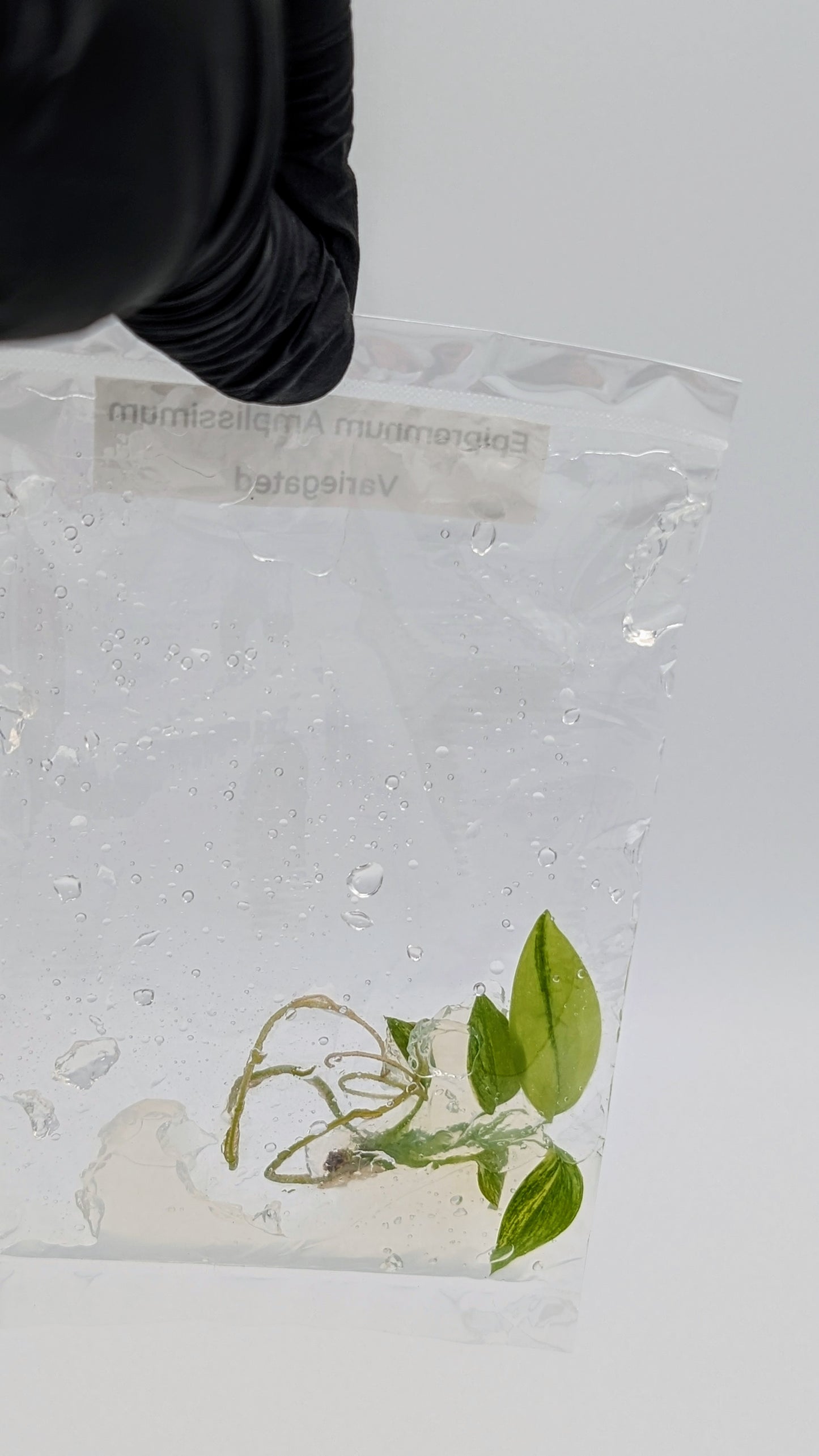 Epipremnum Amplissimum Variegata in TC Beutel