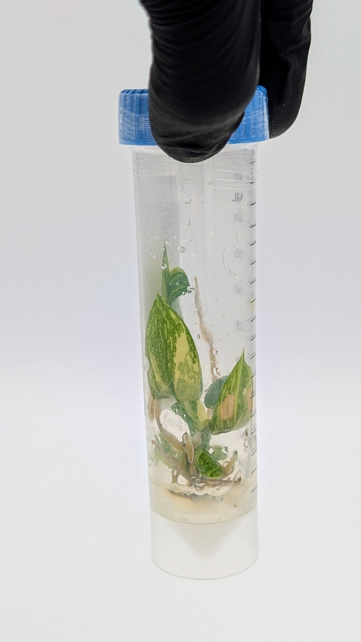 Philodendron Green Congo Variegata in TC Flasche