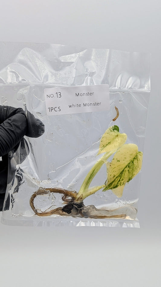 Monstera White Monster im TC Beutel