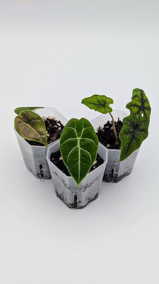 Alocasia Starter Set – Azlanii, Watsoniana & Jacklyn