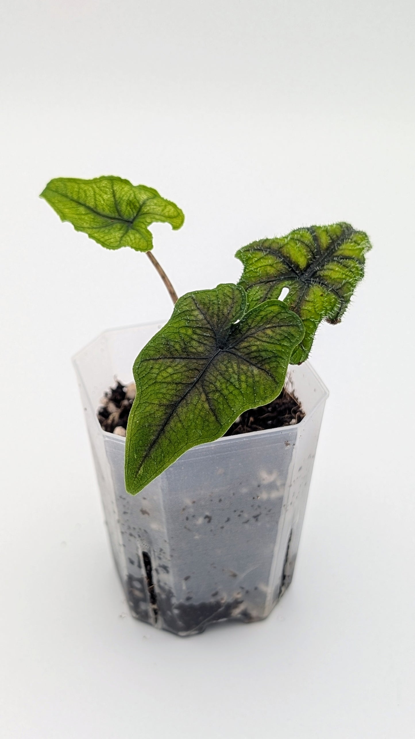 Alocasia Jacklyn Babypflanze