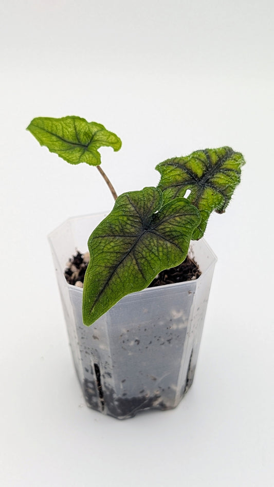 Alocasia Jacklyn Babypflanze