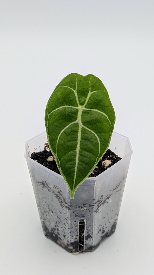 Alocasia Watsoniana Babypflanze