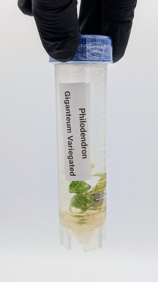 Philodendron Giganteum Variegata in TC Flasche