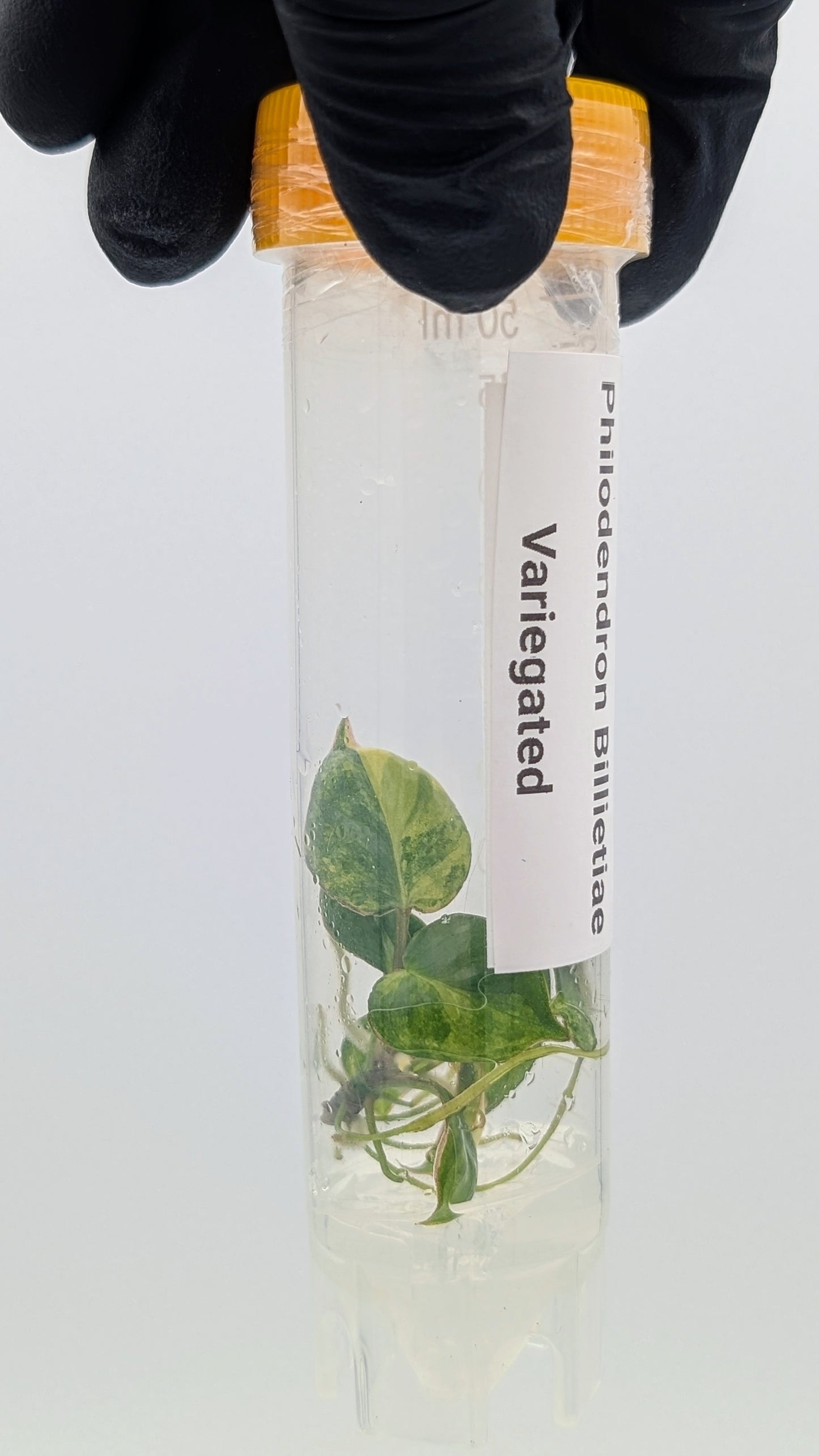 Philodendron Billietiae Variegata in TC Flasche