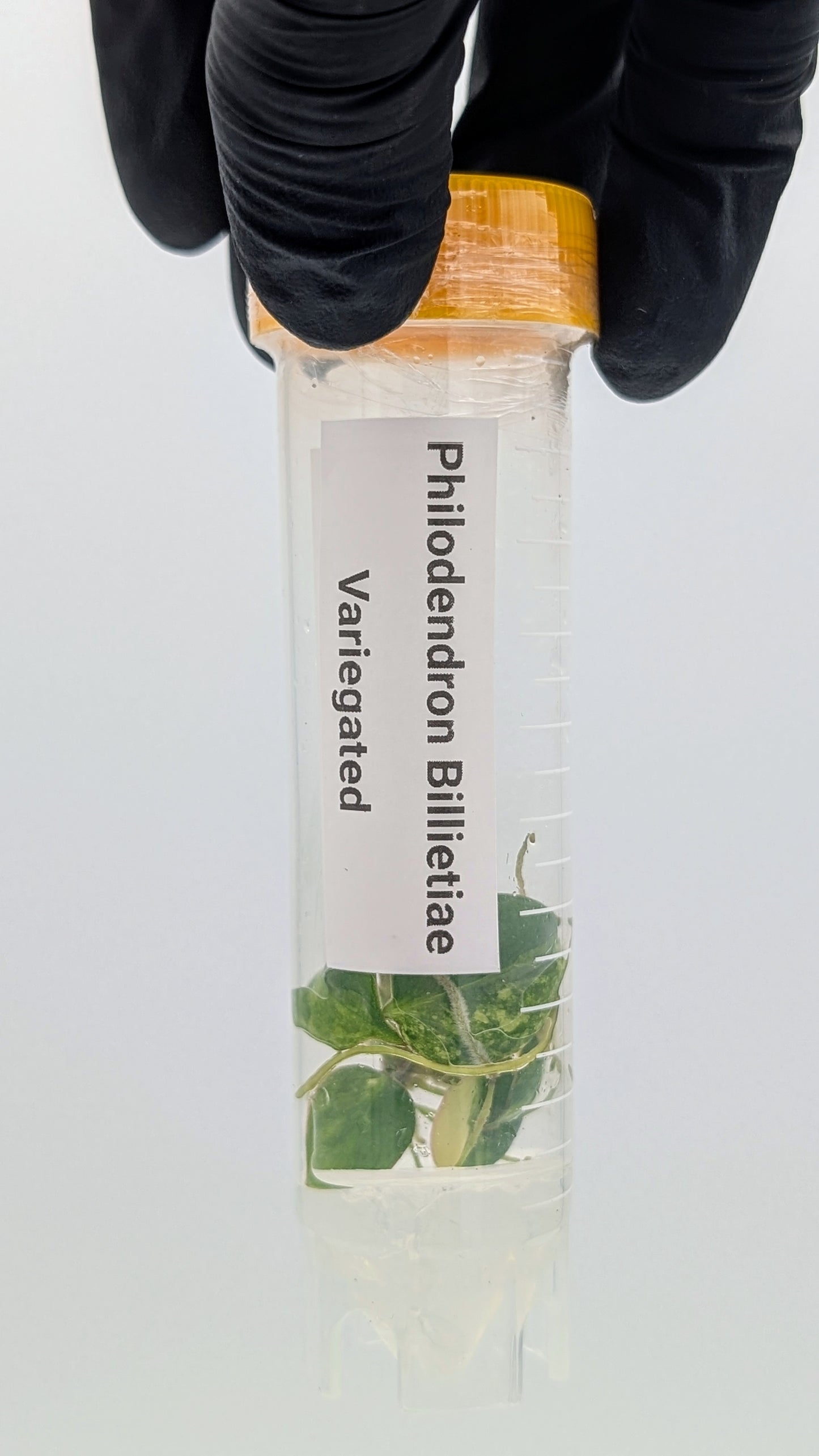 Philodendron Billietiae Variegata in TC Flasche