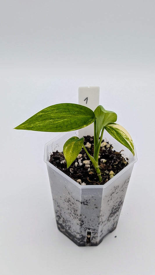 Epipremnum Amplissimum Variegata Babypflanze