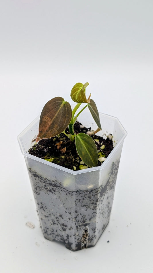 Philodendron Melanochrysum Babypflanze