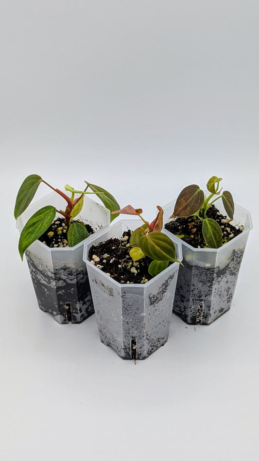 Philodendron Starter Set – El Choco Red, Melanochrysum & Nangaritense