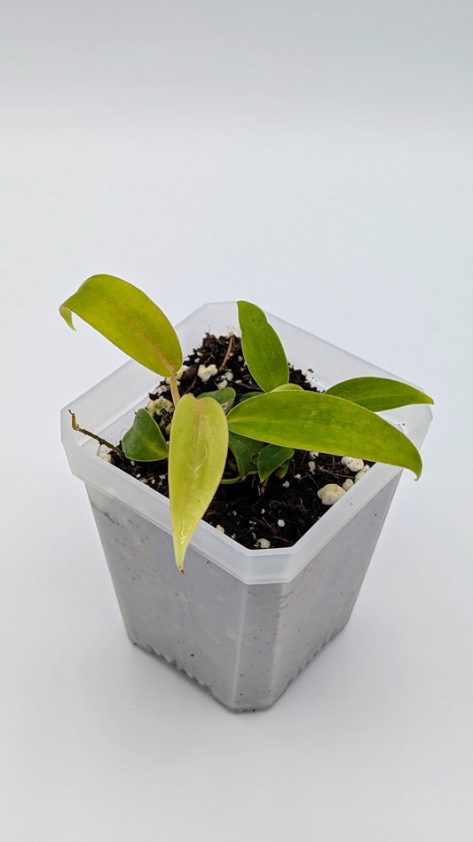 Philodendron 69686 Babypflanze