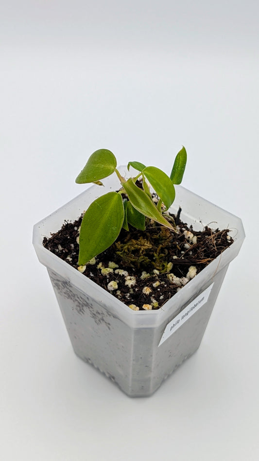 Philodendron Longilobatum "lelano miyano" Babypflanze