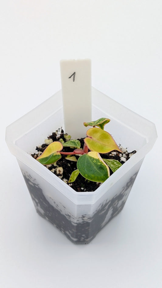 Philodendron Billietiae Babypflanze