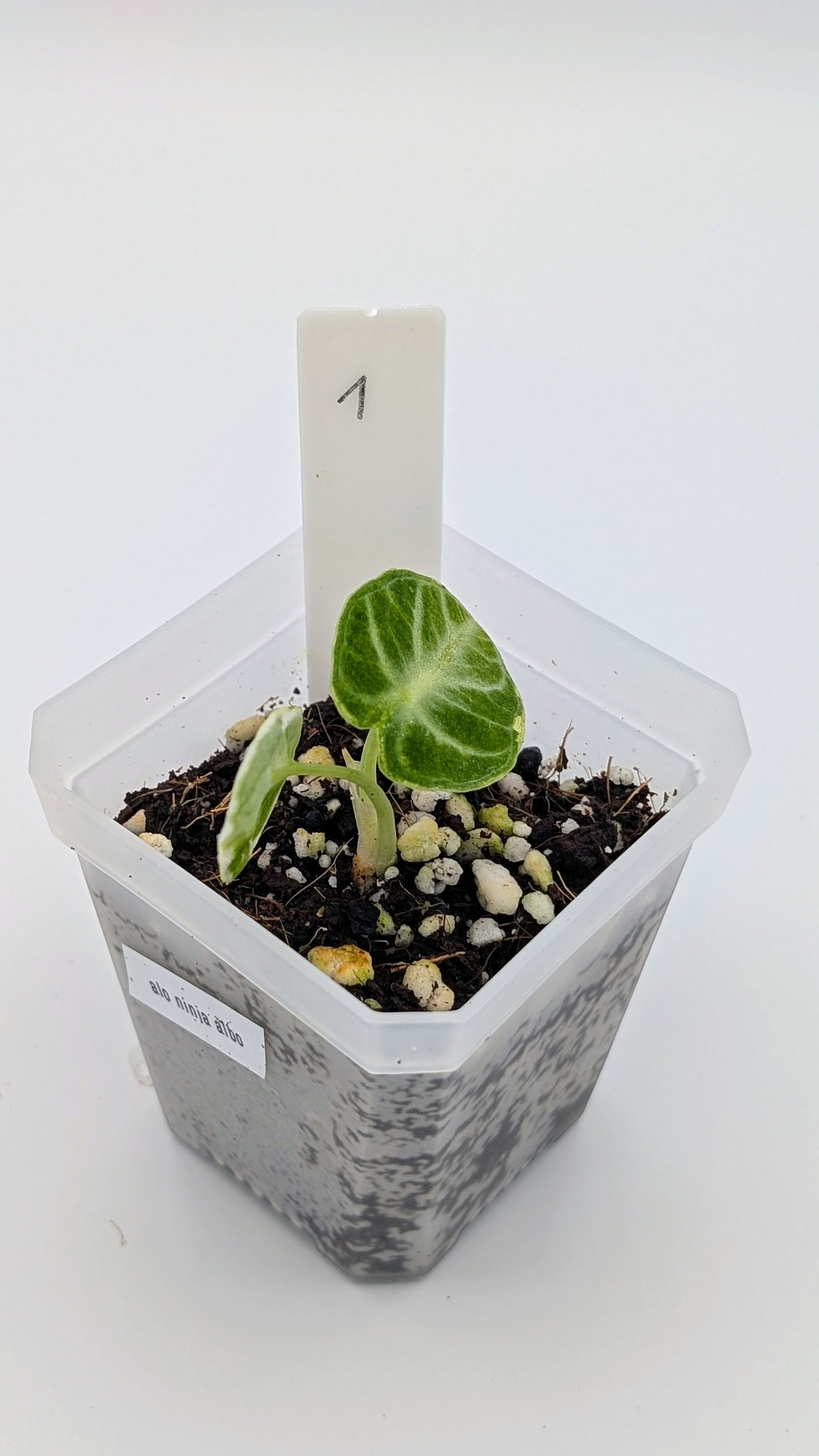 Alocasia Ninja Albo Variegata Babypflanze