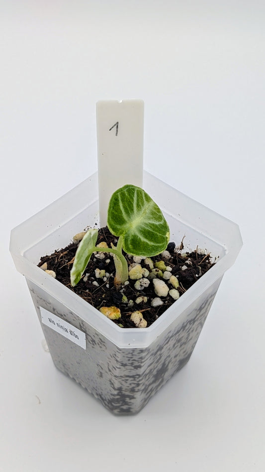 Alocasia Ninja Albo Variegata Babypflanze