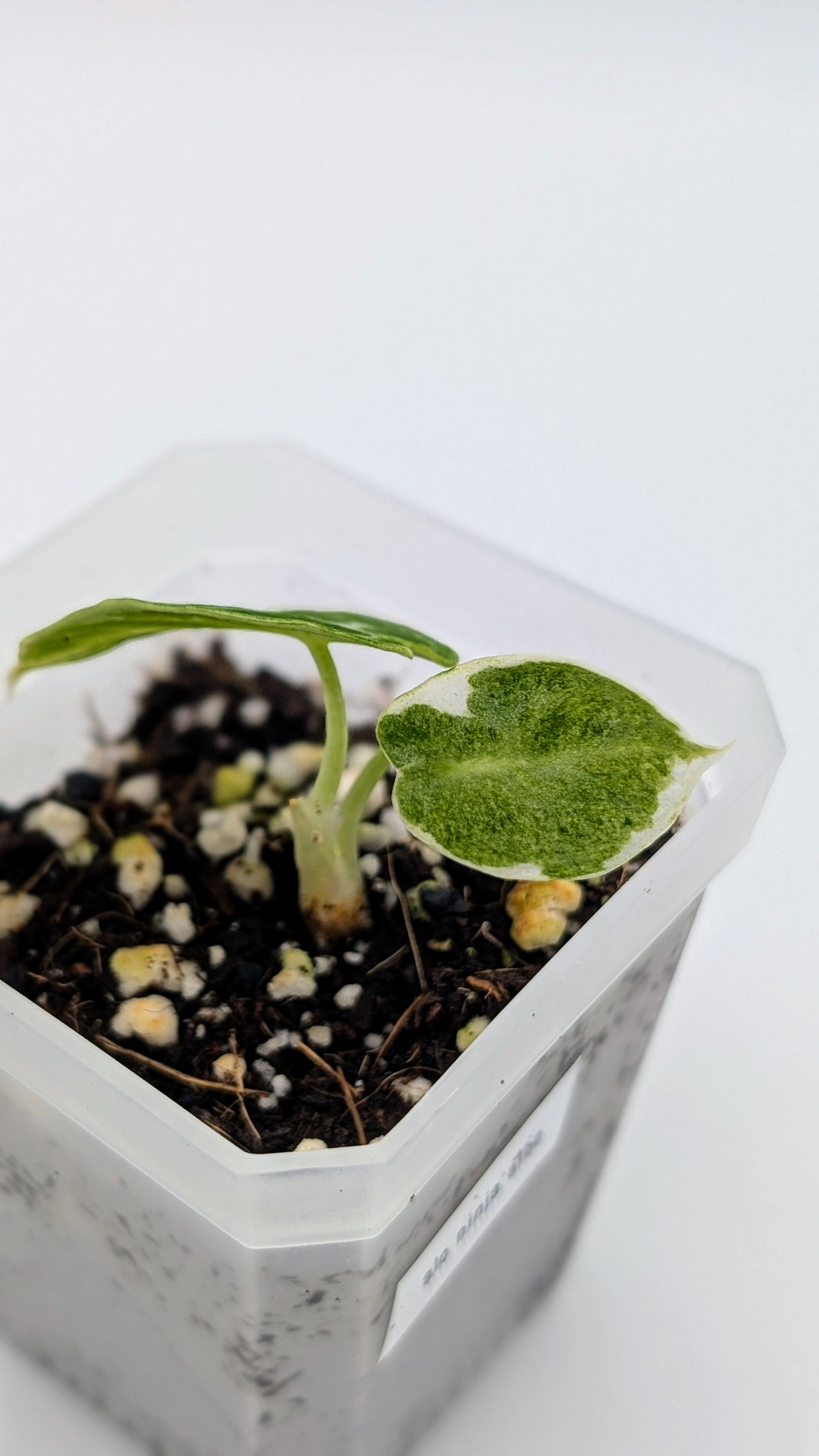Alocasia Ninja Albo Variegata Babypflanze